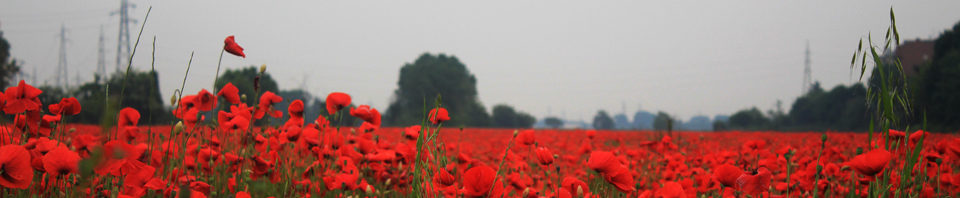 cropped-Papaveri-milanesi.jpg